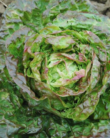 Lettuce - Mescher - 24RW