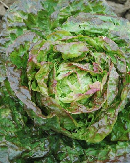 Lettuce - Mescher - 25RW