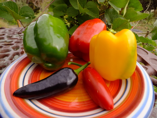 How to grow capsicum