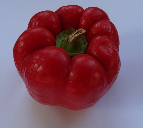 Capsicum - Soroksari - 10RW