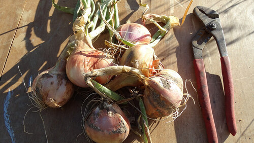 Egyptian walking tree onions