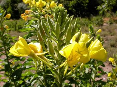 Evening Primrose - 70NS