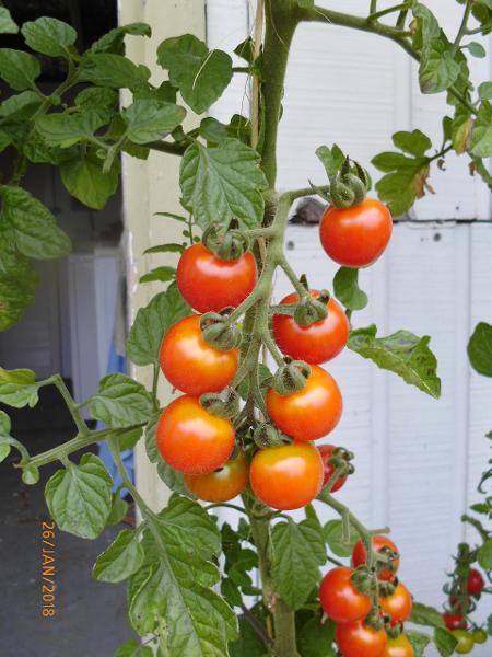 Tomato - Ailsa Craig - 14RG83