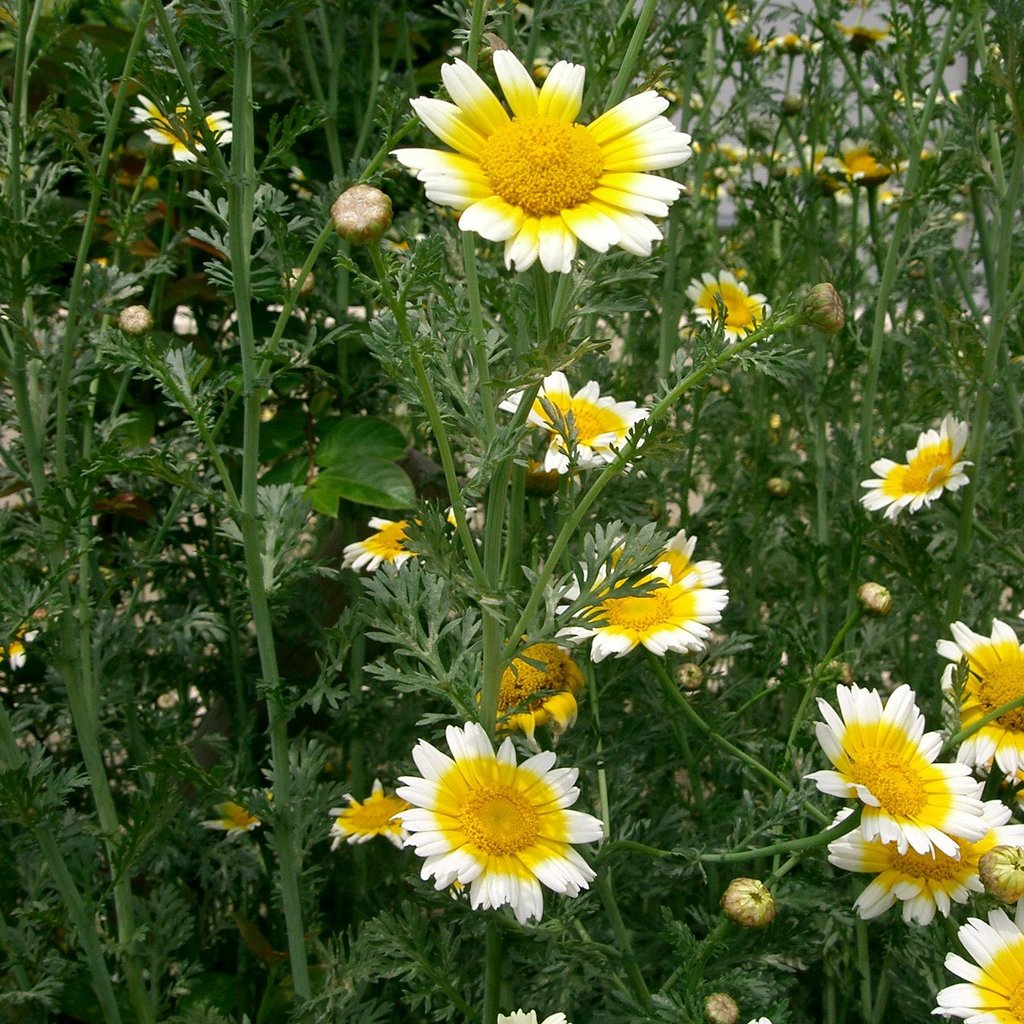 Edible Chrysanthemum - 90RG28