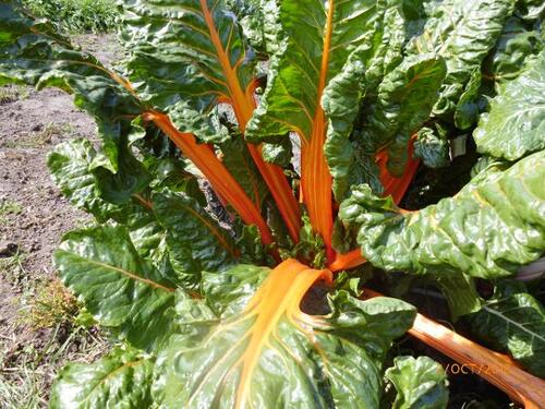 Chard - Multi coloured silver beet - 111RG