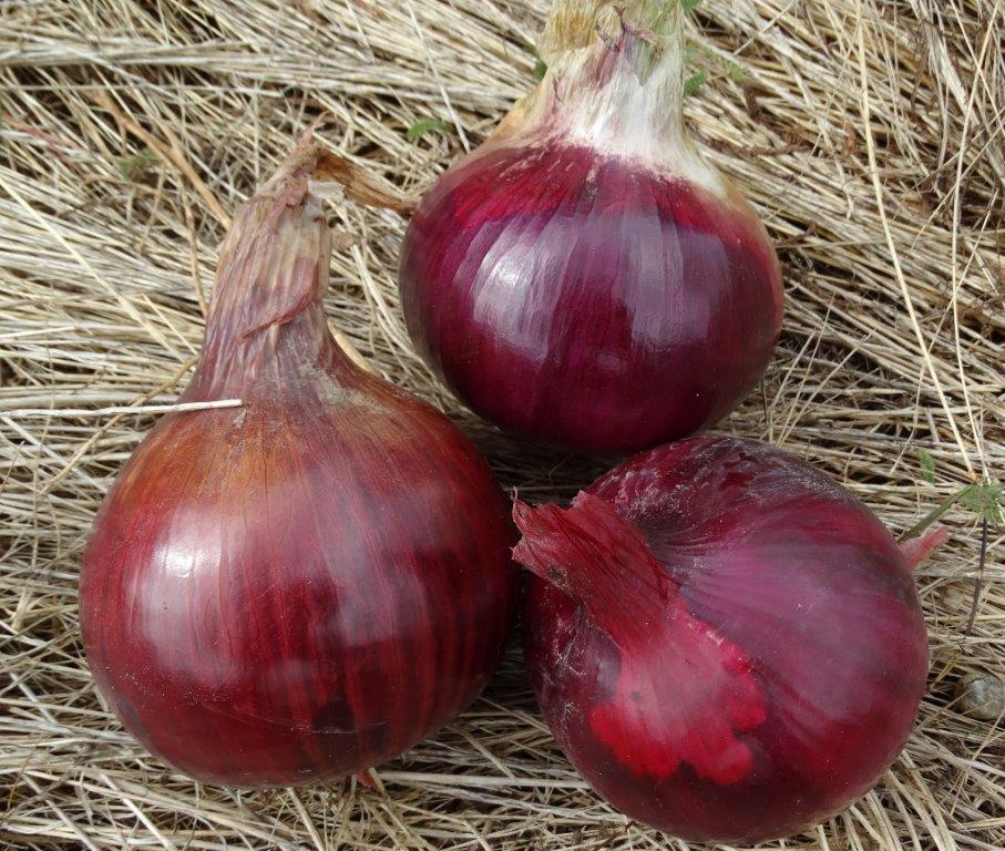 Onion - Medbury Red Longkeeper - 35RW48