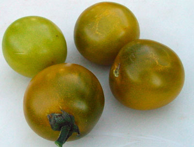 Green Grape - 147RG