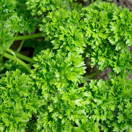 Parsley - Curly leaf - 88RW