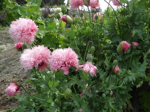 Poppy - Pink/red Pom Pom - 191RW
