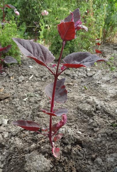 Orach - red - 29RG - Red