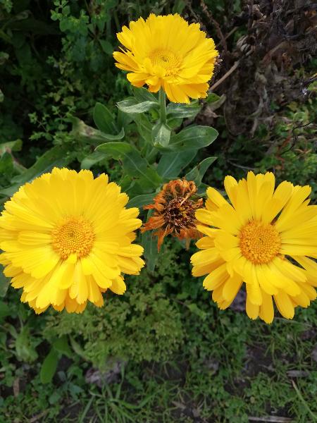 Calenduleae - Yellow - 296RW