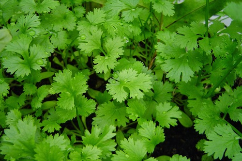 Coriander - 117NS