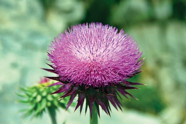 St Mary's Thistle - 146RG