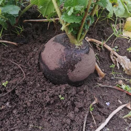 Radish - Black Spanish 'round' - 62RW