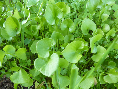 Miners Lettuce - 163RG