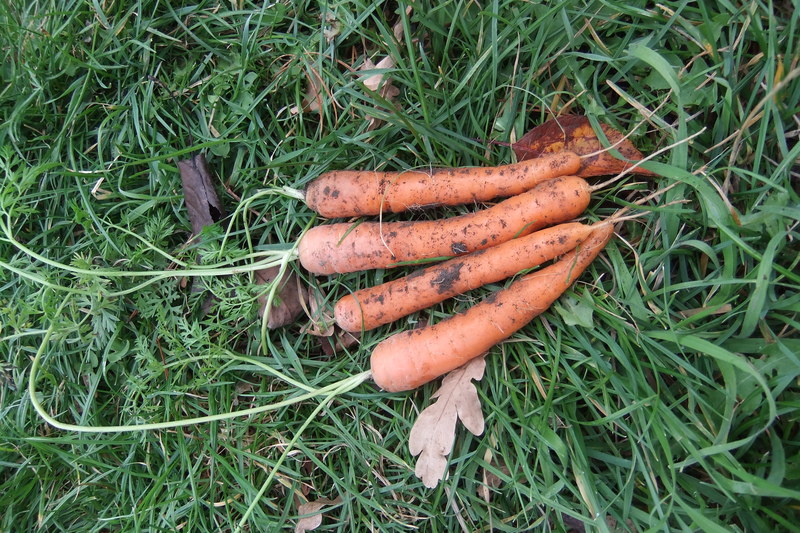 Carrot - Baby Slenderette - 32NS