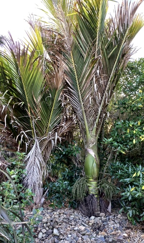 Nikau palm - 113CMK