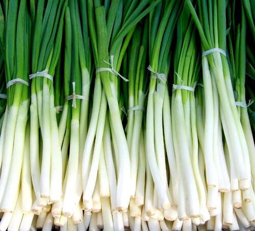 Spring Onion - 61ASS