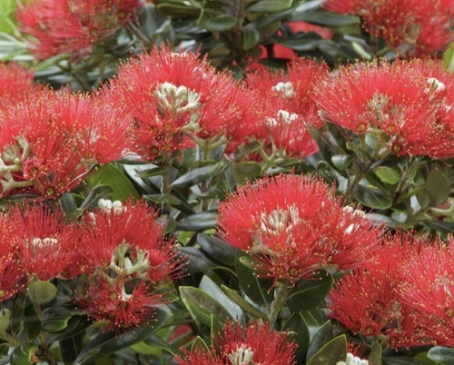 Pohutukawa Metrosideros exselsa - 110CMK