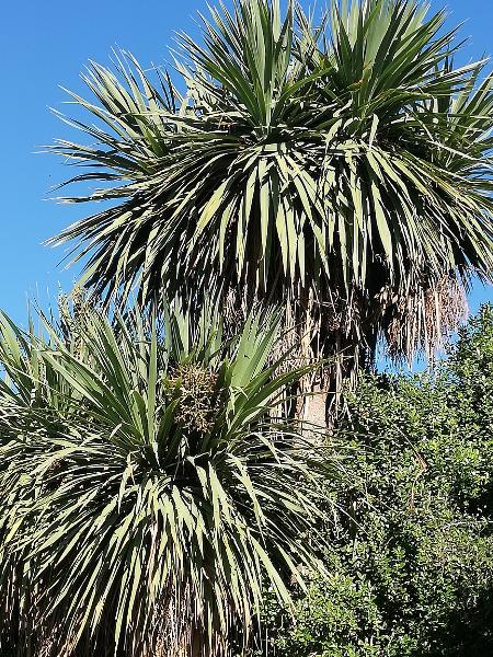 Cabbage Tree - 372RW