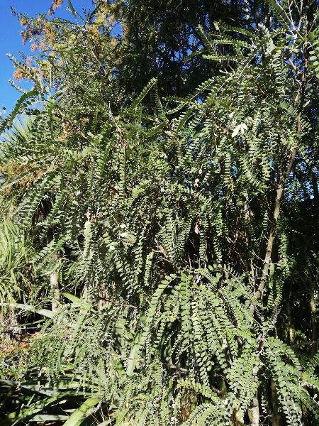 Kowhai - North Island - 202SS