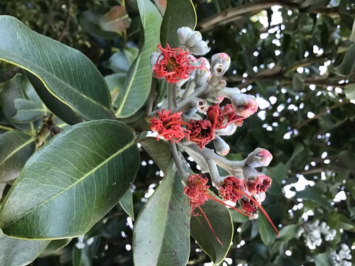 Pohutukawa - Springfire - 124CMK