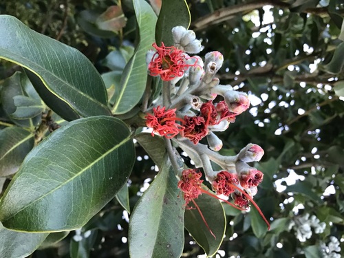 Pohutukawa - Springfire/Mauri Princess - 124CMK