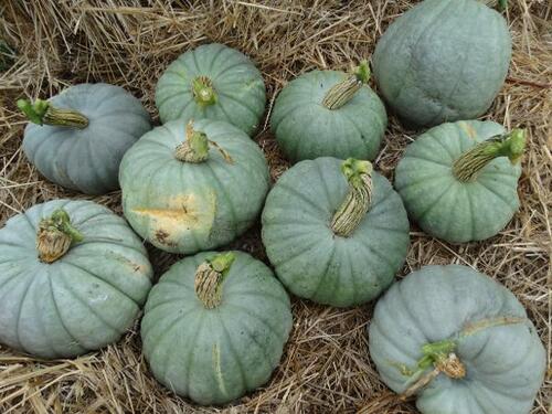 pumpkin - Crownchestnut - 90aRW
