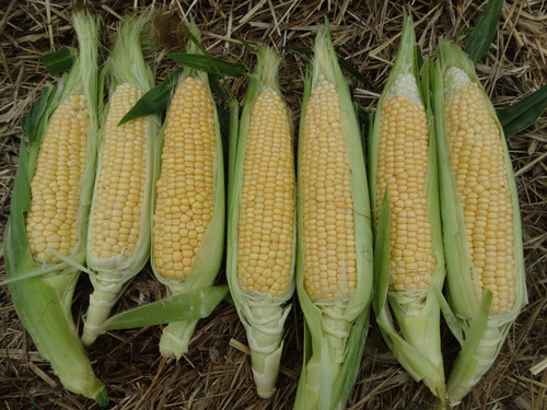 Sweet Corn - yet to be named grex - 179RW