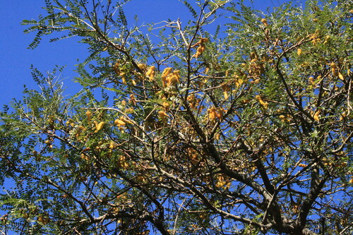 Kowhai - Cook Strait - 32ASS