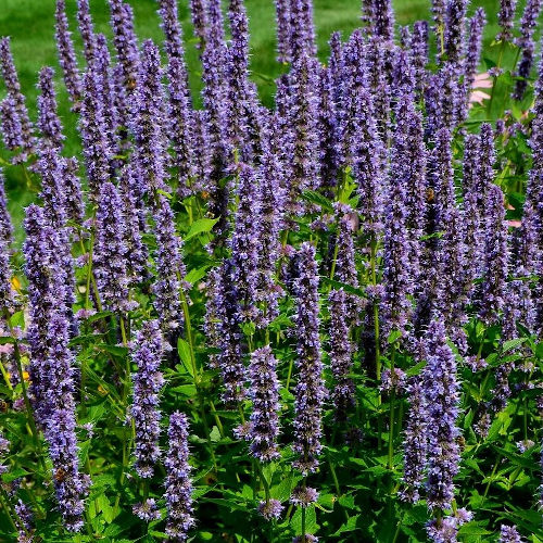 Anise Hyssop - 164NS