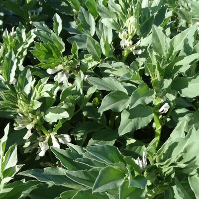 broadbean - Medbury grex - 38RW