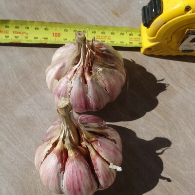 True Seed Garlic (TSG)