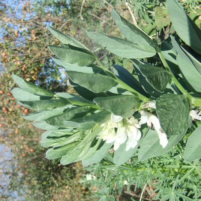 broadbean - El Beano -138NS