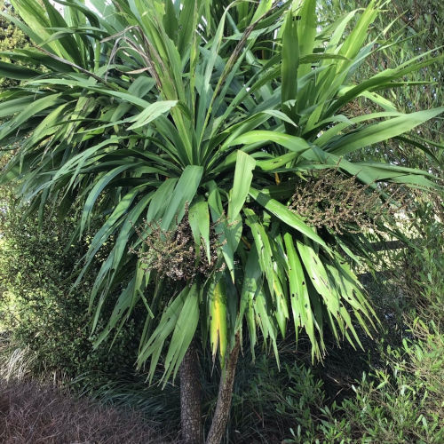 Cabbage Tree - Three Kings - 212CMK