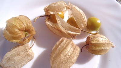 Cape Gooseberry - 81RW