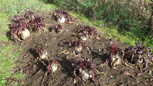 Etollbeet grex - 181RW