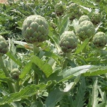 Globe Artichoke - 89RG