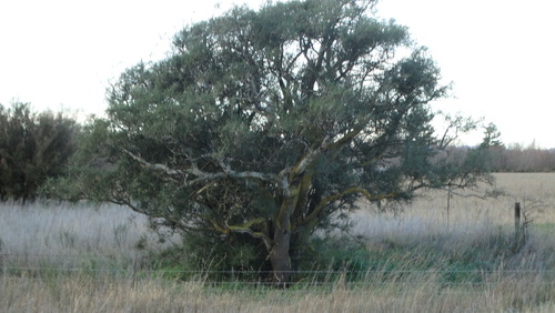 Kowhai - South Island - 207RW