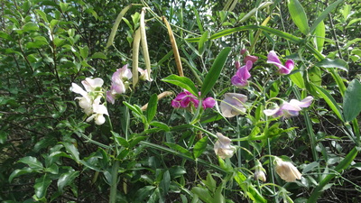 Perennial Sweet pea - 126RW