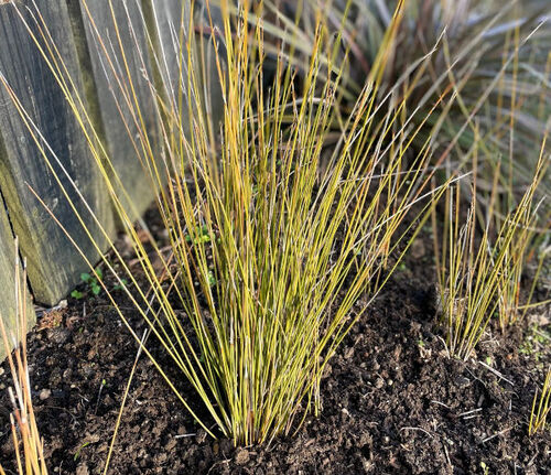 Tussock swamp twig rush - 216CMK