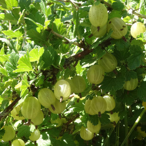 Gooseberry - Yellow Central Otago - 112RW