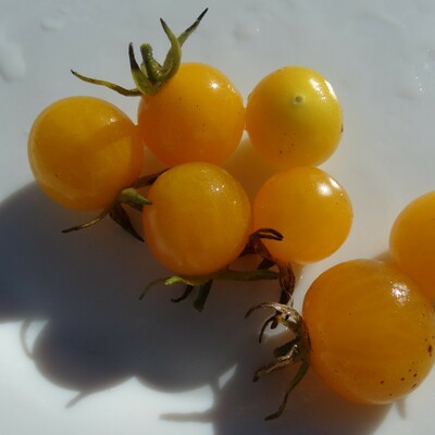 Tomato - Broad Ripple Yellow - 15RW