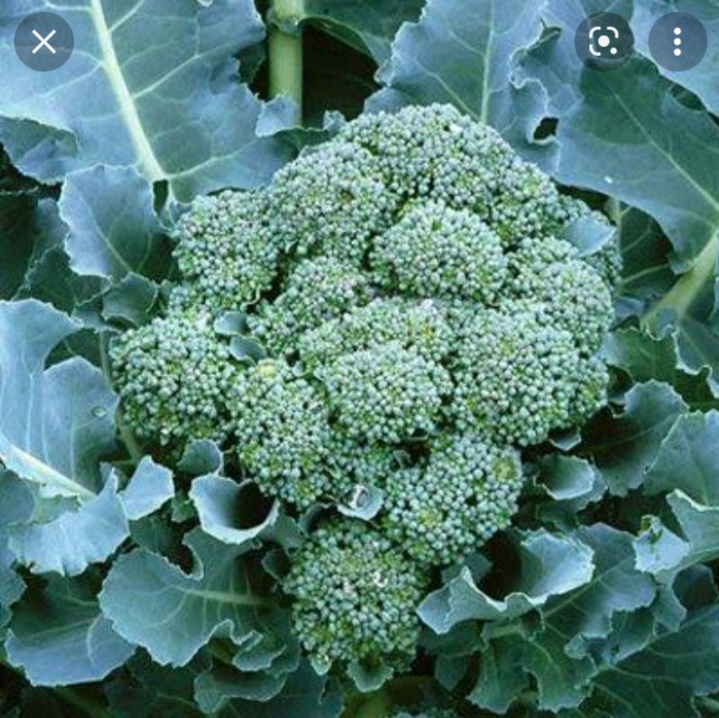 Broccoli - De Cicco - 170SS