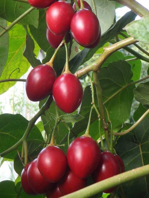 Tamarillo - Laird's Large - 213SS