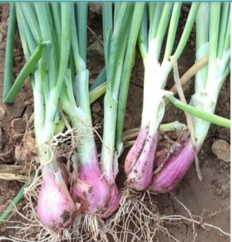 Onion - Red Bunching - 76SS