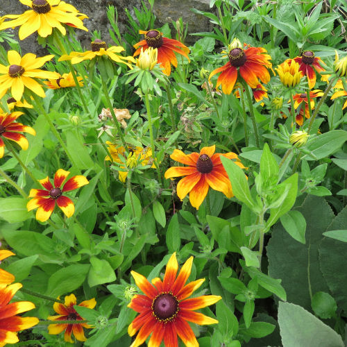 Rudbeckia - dwarf - 275RS