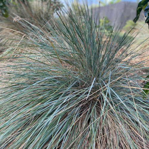 Australian Blue Oat Grass - 253CMK