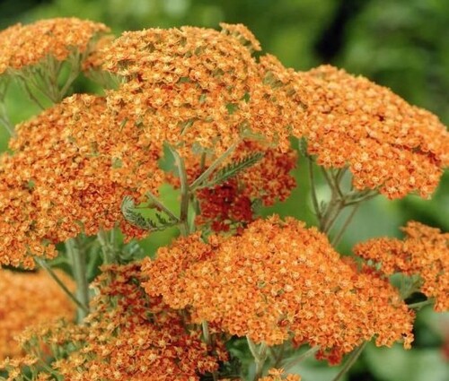 Yarrow - Terracotta - 238SPH