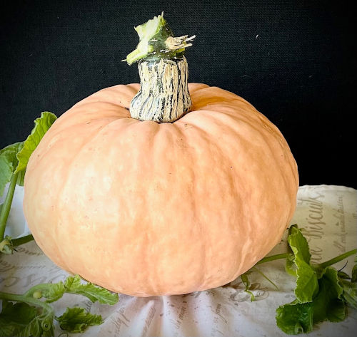 Squash - Long Island Cheese  - 245CMK